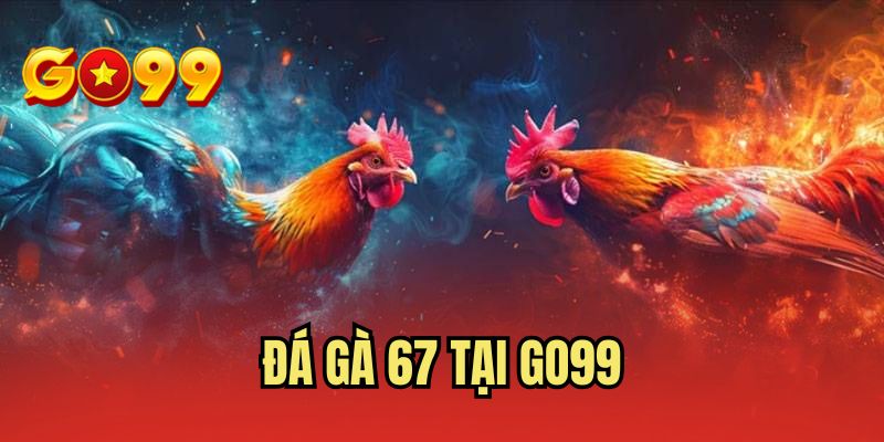 Đá Gà 67 Tại GO99 - Theo Dõi Trực Tiếp Full HD Miễn Phí