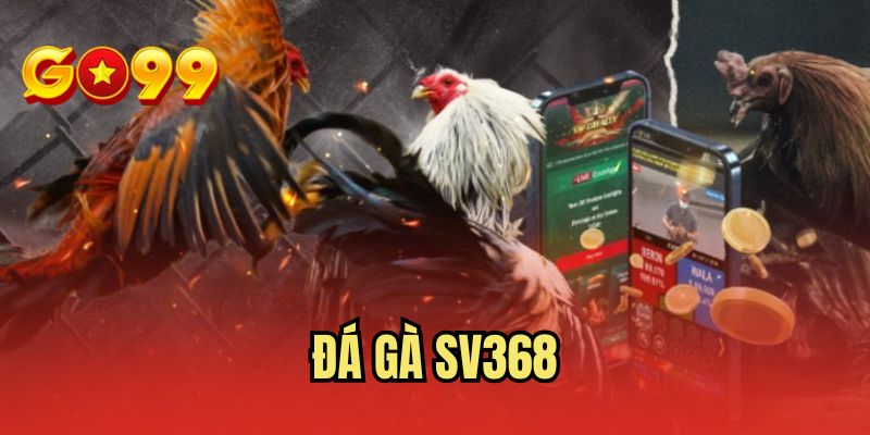Đá Gà SV368 - Trải Nghiệm Trận Đấu Kịch Tính Mỗi Ngày