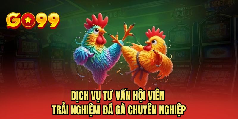 Dịch vụ tư vấn hội viên trải nghiệm đá gà chuyên nghiệp