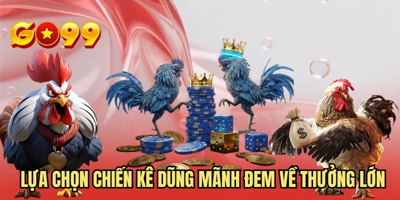 Lựa chọn chiến kê dũng mãnh đem về thưởng lớn