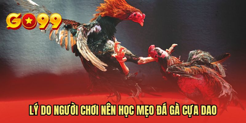Lý do người chơi nên học mẹo đá gà cựa dao