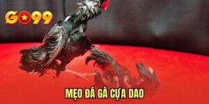 Mẹo Đá Gà Cựa Dao - Bí Kíp Chiến Thắng Đỉnh Cao