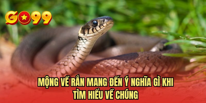 Mộng về rắn mang đến ý nghĩa gì khi tìm hiểu về chúng