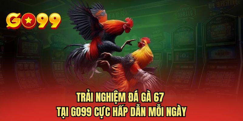 Trải nghiệm đá gà 67 tại GO99 cực hấp dẫn mỗi ngày